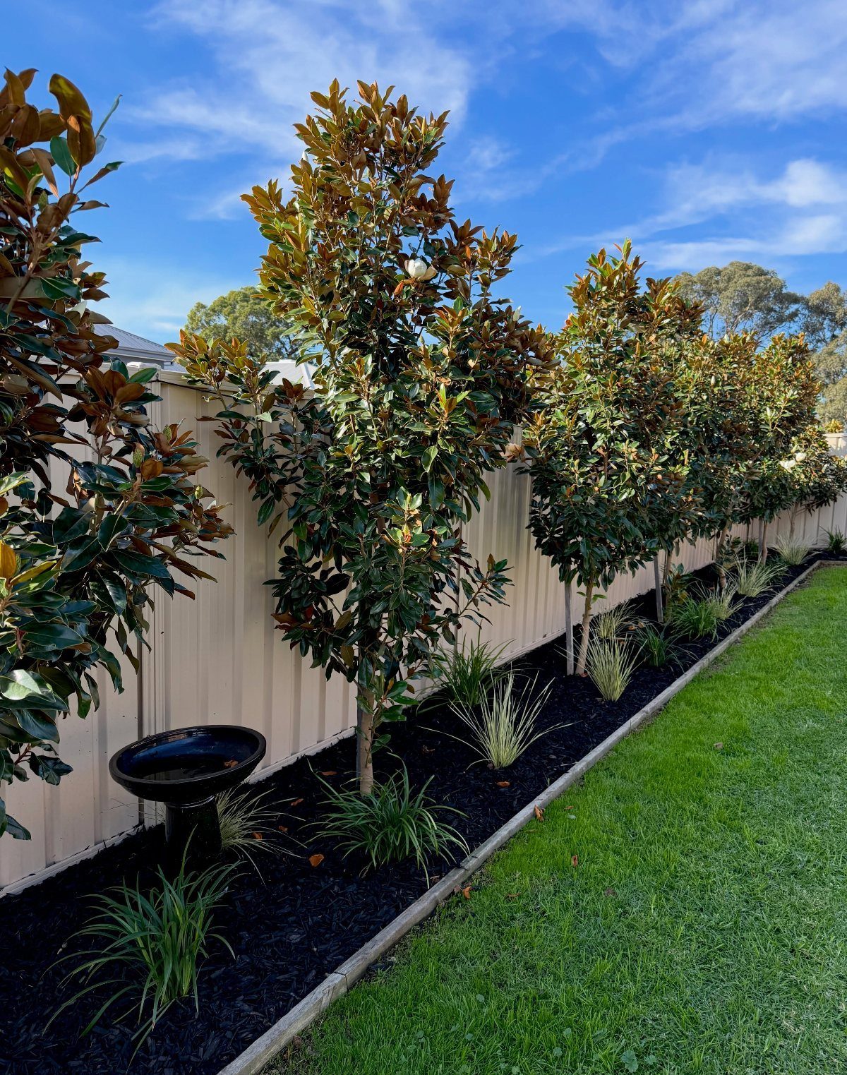 Several evergreen trees planted in a dark mulch bed along a fence and green lawn.
