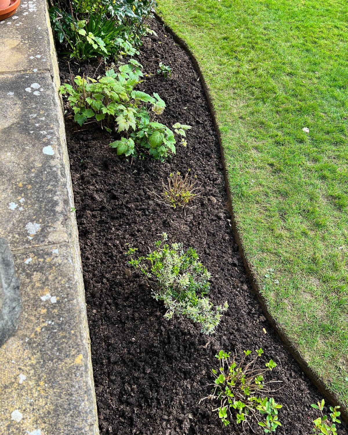Dark fresh mulch in a curved garden bed with small green plants next to a lawn.