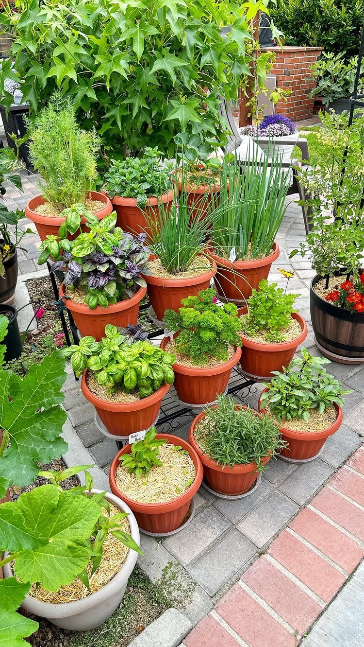 Various green plants and herbs growing in terracotta pots arranged on a stone patio.