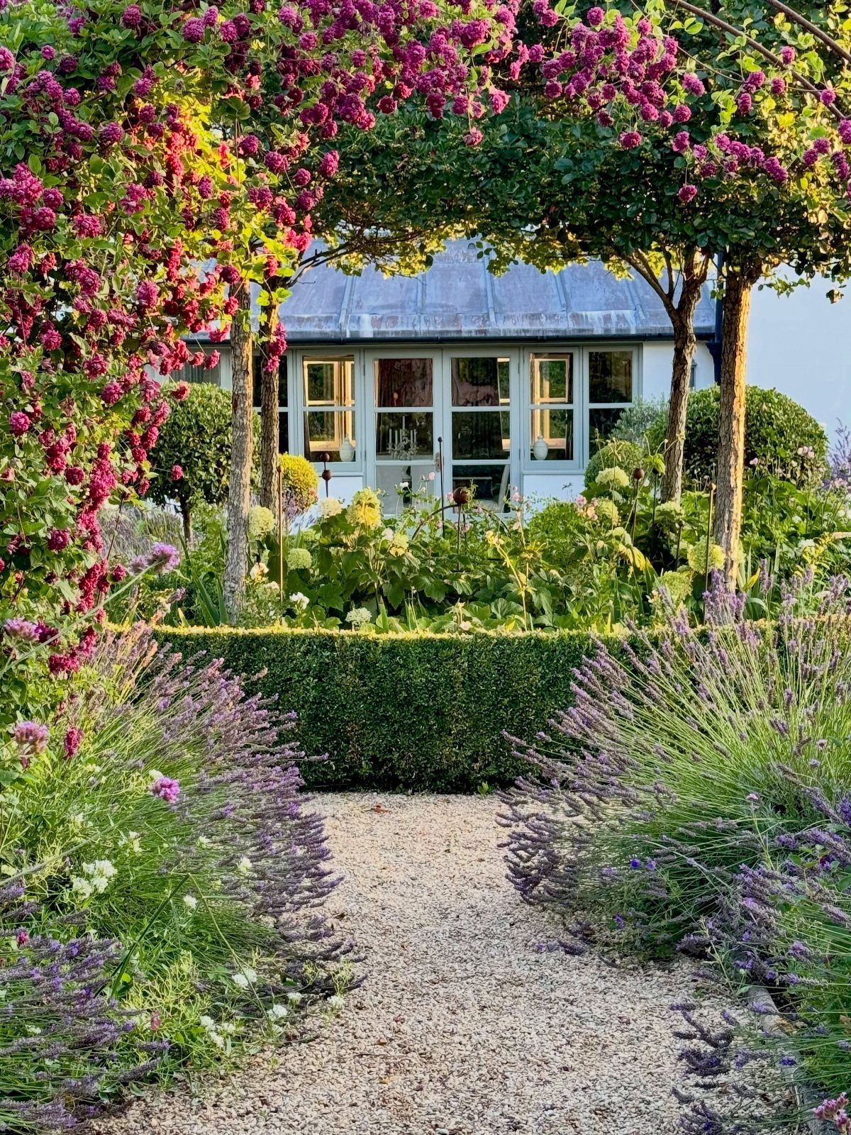 Lavender plants and pink flowering vines frame a gravel path leading to a house garden.