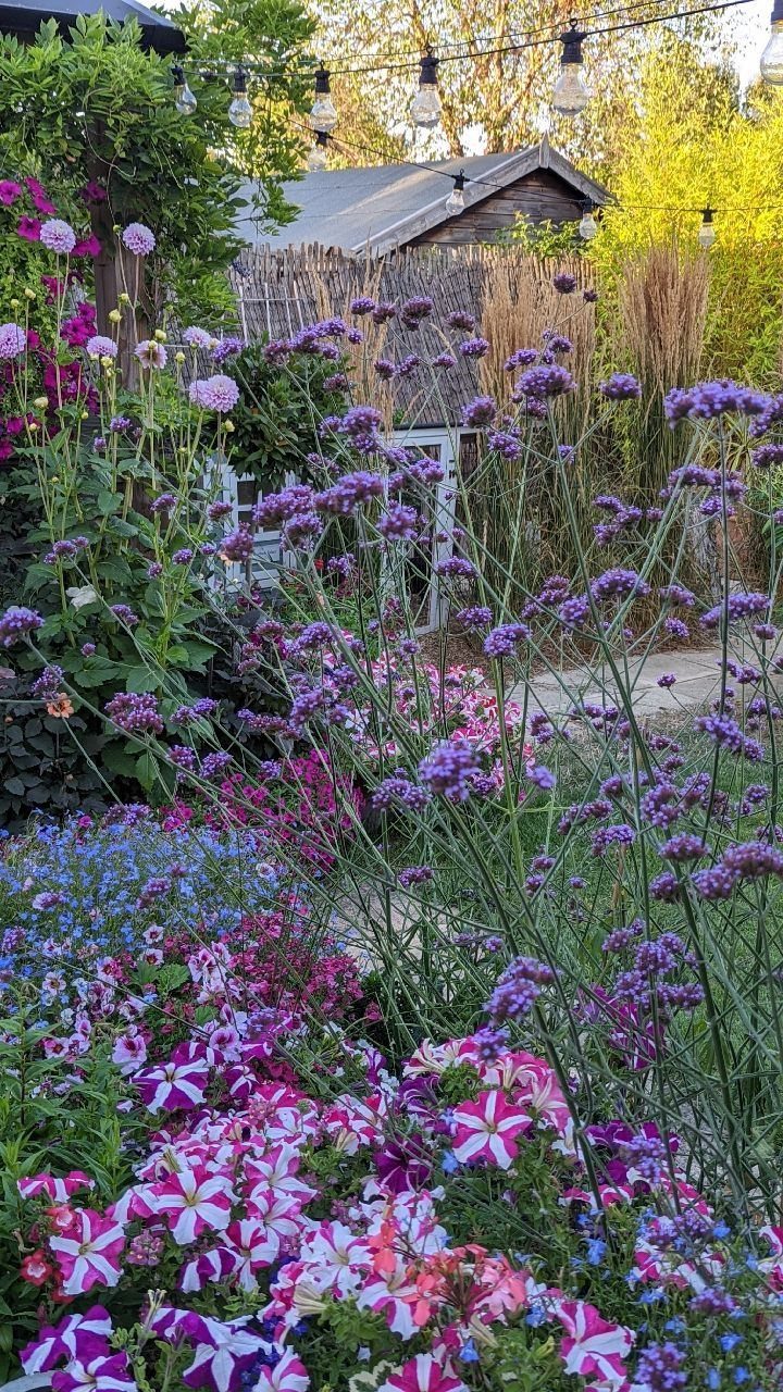 Purple verbena and colorful petunias blooming in a lush, vibrant backyard garden setting.