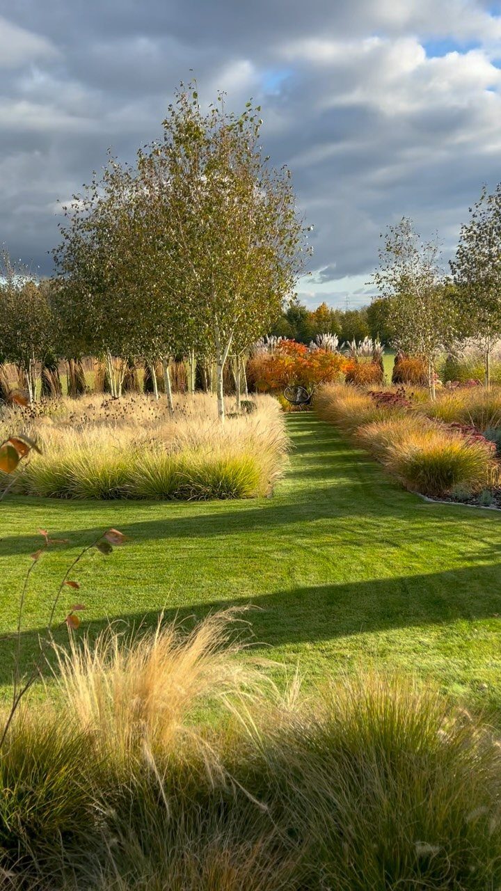 Tall ornamental grasses with golden plumes line a green lawn beside slender trees under a cloudy sky.