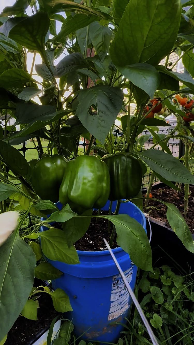 8 Bucket Garden Ideas for Small Spaces and Beginners 2 Green bell pepper plant with large ripe peppers growing in a blue plastic bucket outdoors.