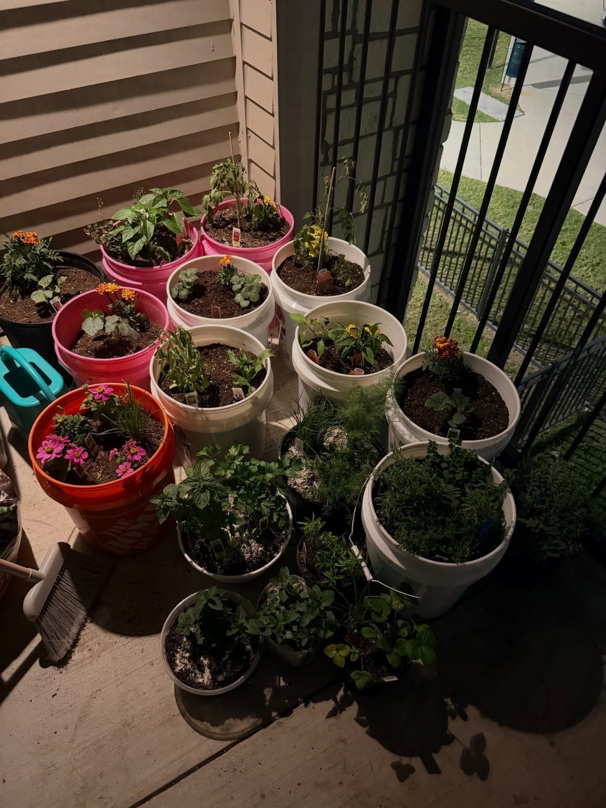 8 Bucket Garden Ideas for Small Spaces and Beginners 6 Various pink and white plastic buckets containing green plants and flowers on a balcony.