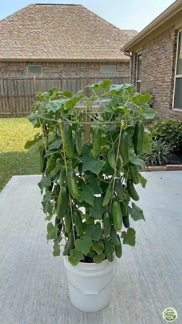 8 Bucket Garden Ideas for Small Spaces and Beginners 5 A cucumber plant growing on a wire trellis inside a white plastic bucket on a patio.