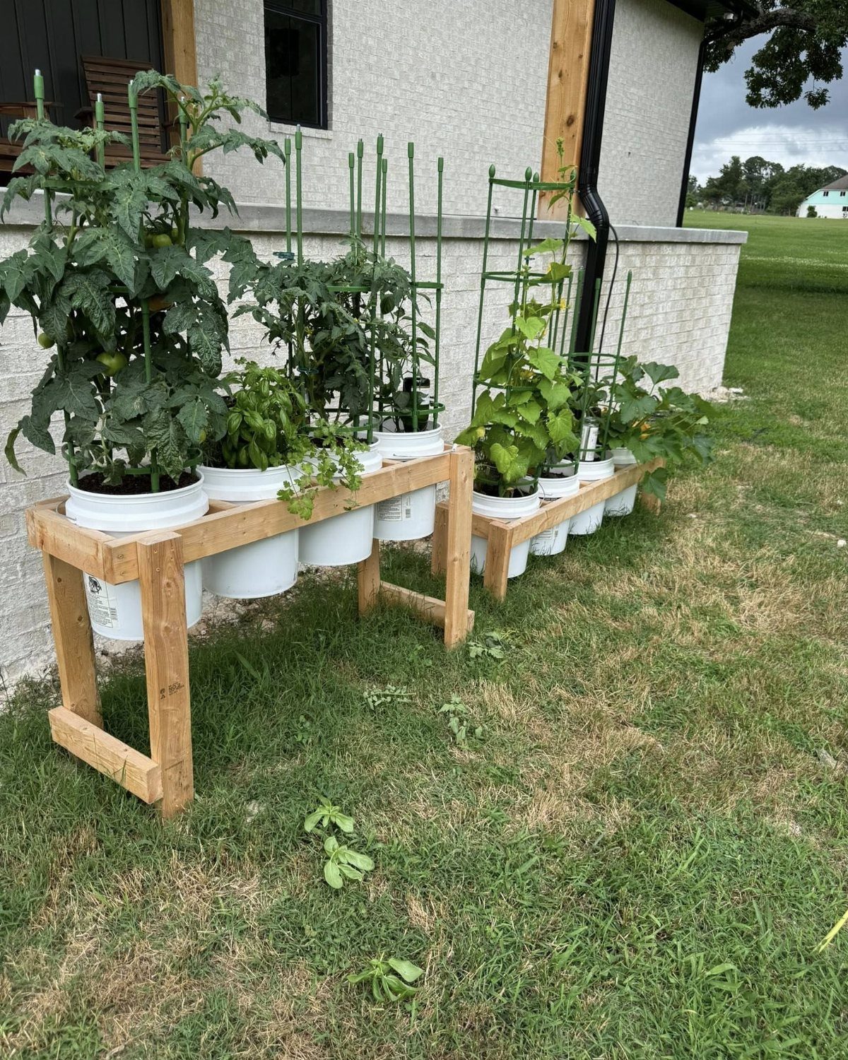 8 Bucket Garden Ideas for Small Spaces and Beginners 4 Green vegetable plants growing in white plastic buckets arranged on a wooden stand outdoors.
