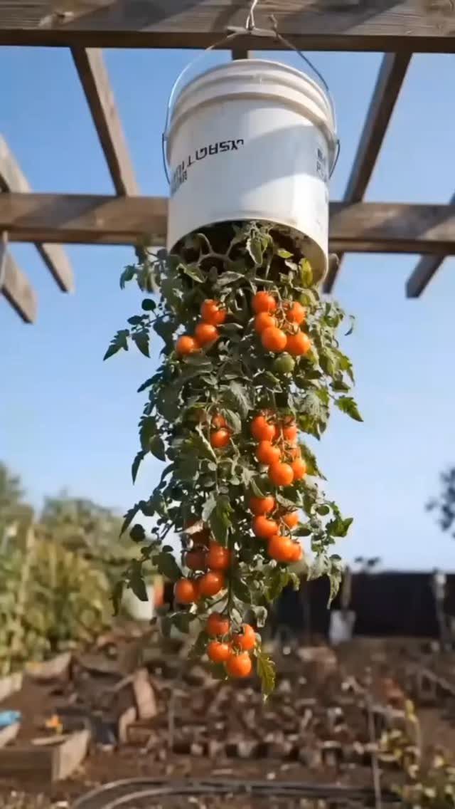 8 Bucket Garden Ideas for Small Spaces and Beginners 3 A white hanging bucket filled with a tomato plant bearing many ripe orange cherry tomatoes.