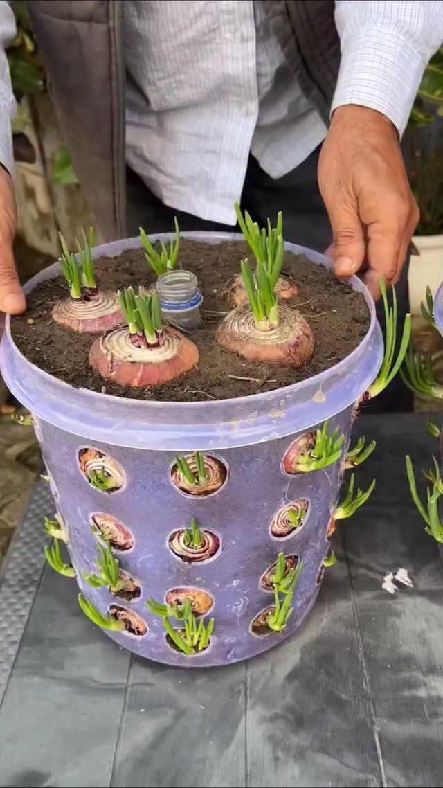 8 Bucket Garden Ideas for Small Spaces and Beginners 7 A purple bucket with holes on the sides used to grow multiple sprouting onions in soil.