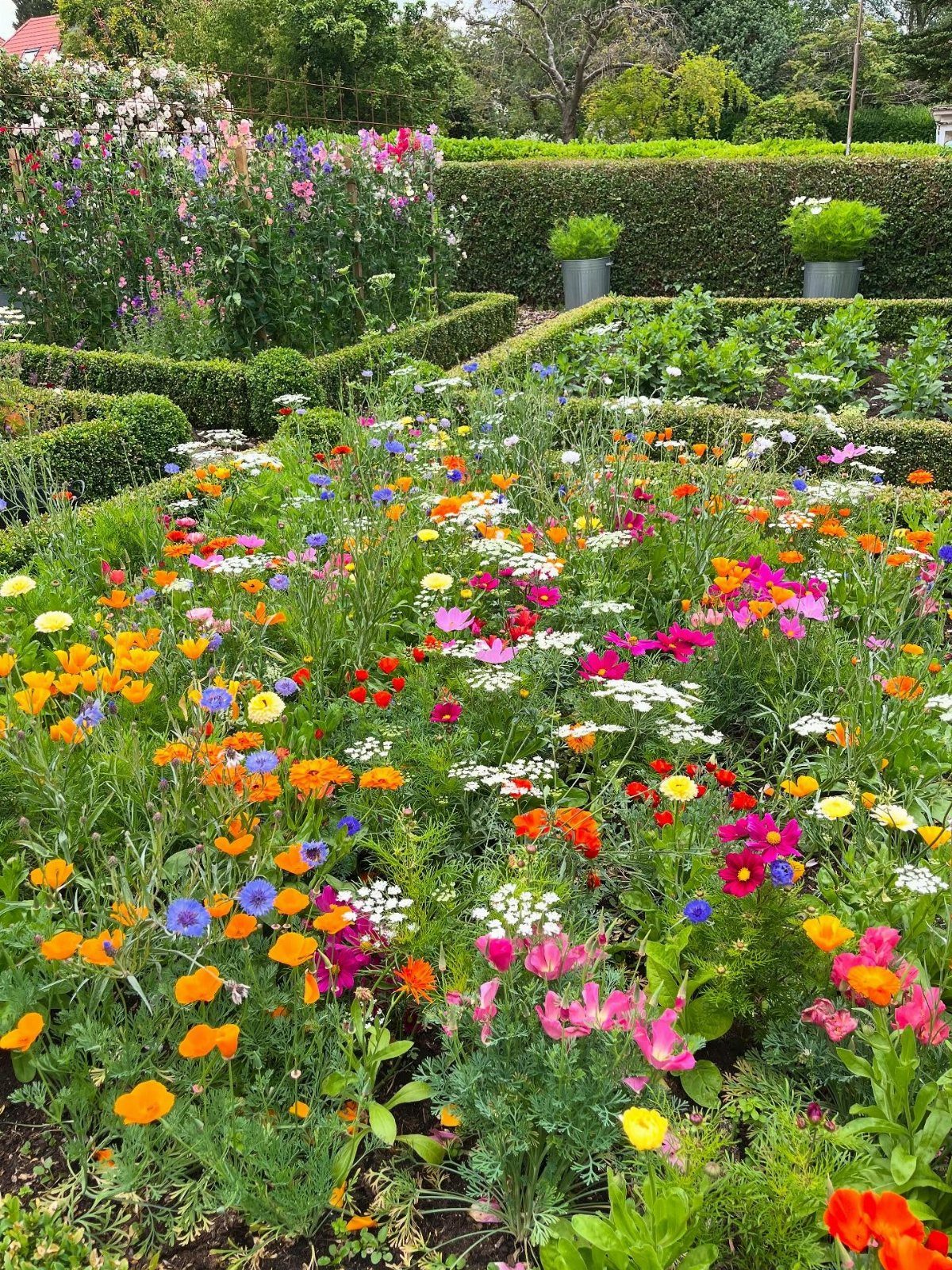 Colorful flowers like poppies and cosmos blooming in a lush, landscaped garden bed.