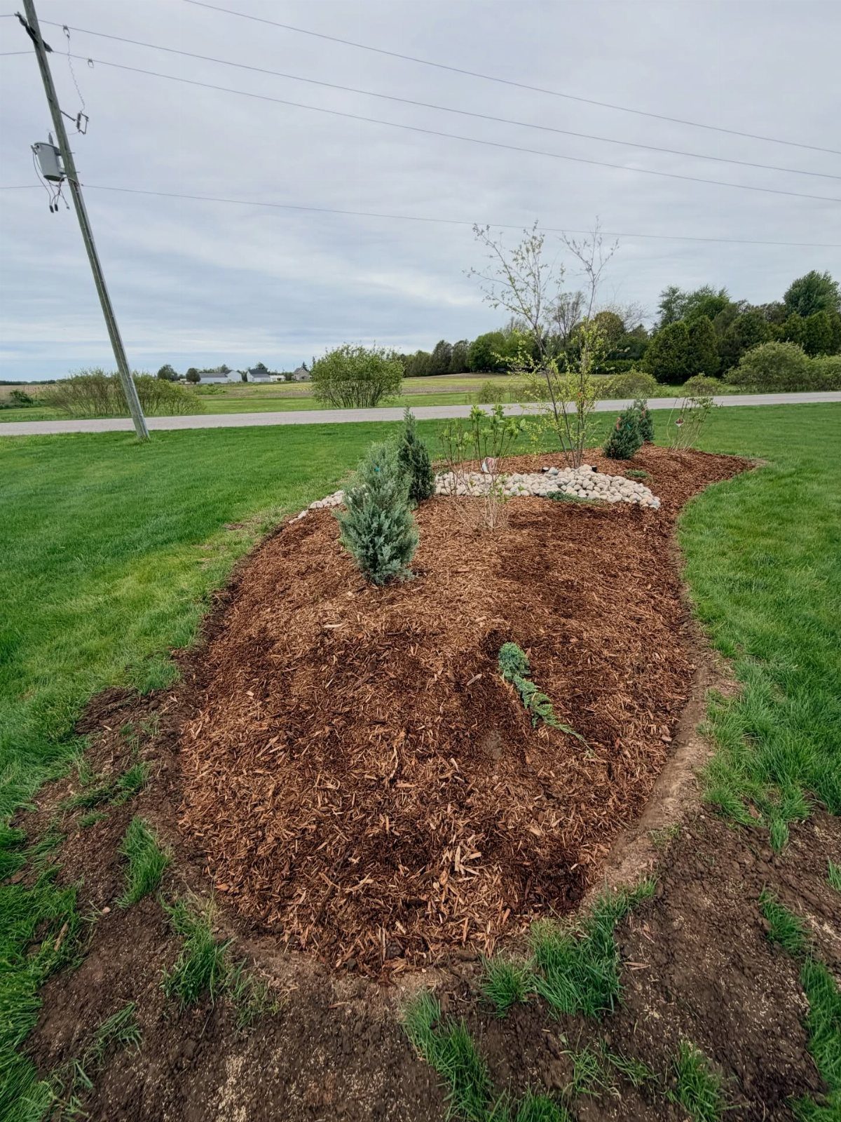 A newly mulched garden bed containing small shrubs and a young tree in a grassy field.