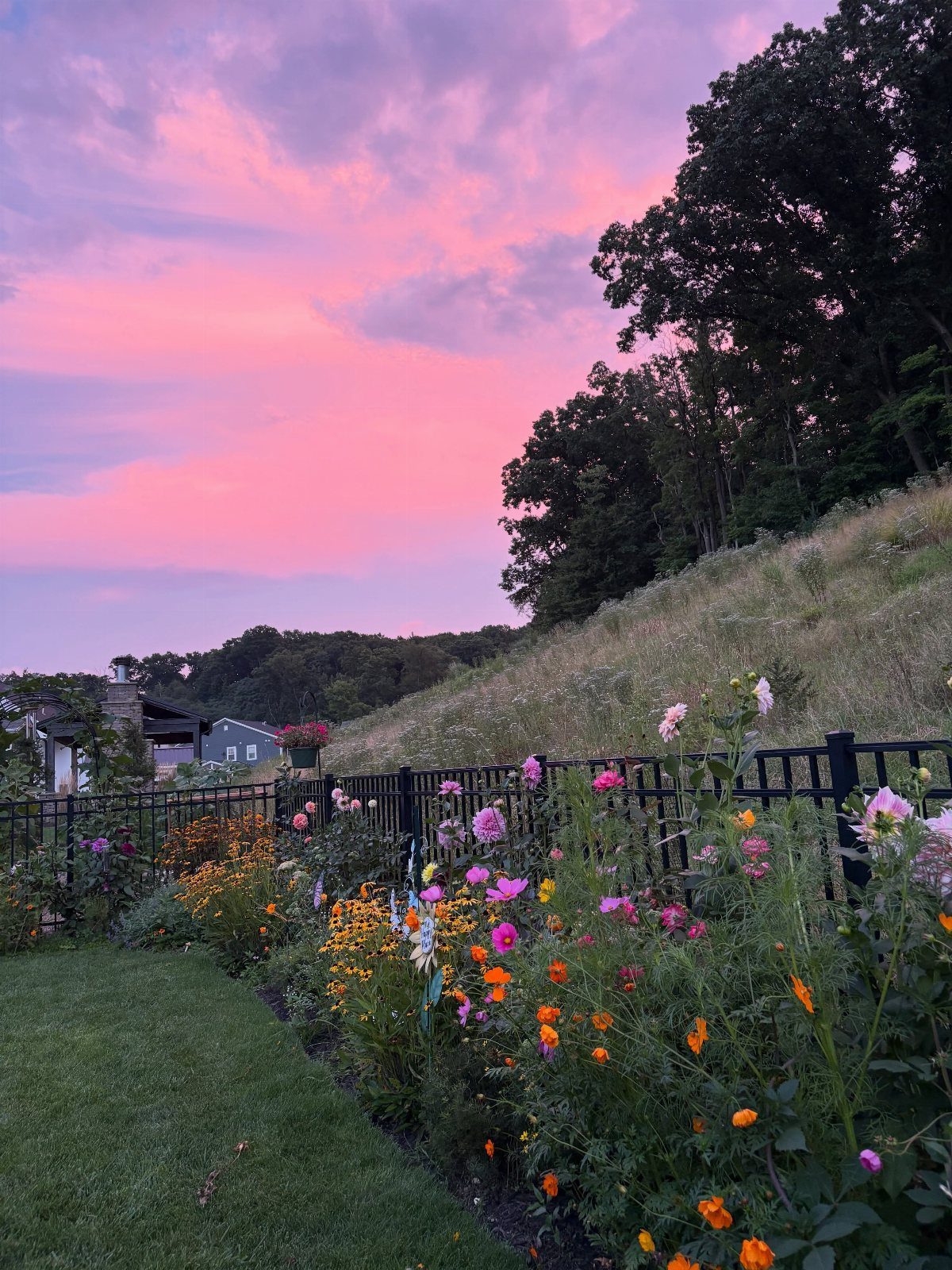 Colorful perennial flowers blooming in a garden bed against a pink sunset sky.
