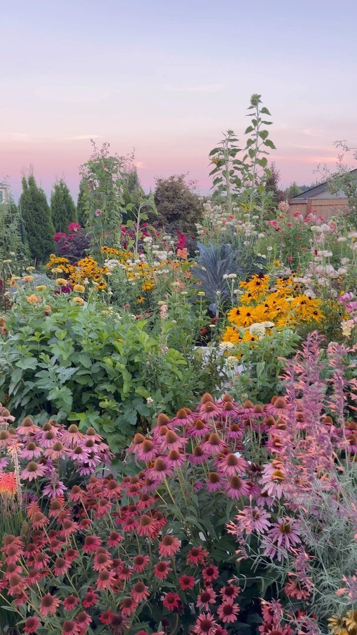 Pink coneflowers and yellow black-eyed Susans blooming in a dense, colorful garden at sunset.