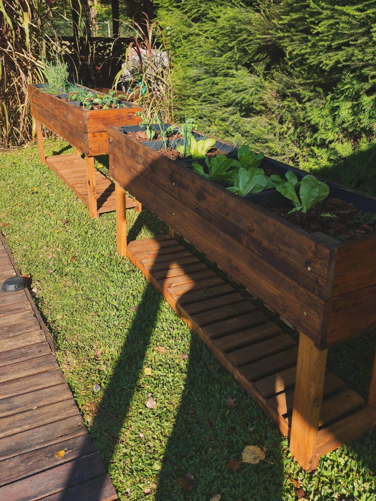 Two wooden raised garden beds filled with green leafy plants sitting on a grassy lawn.