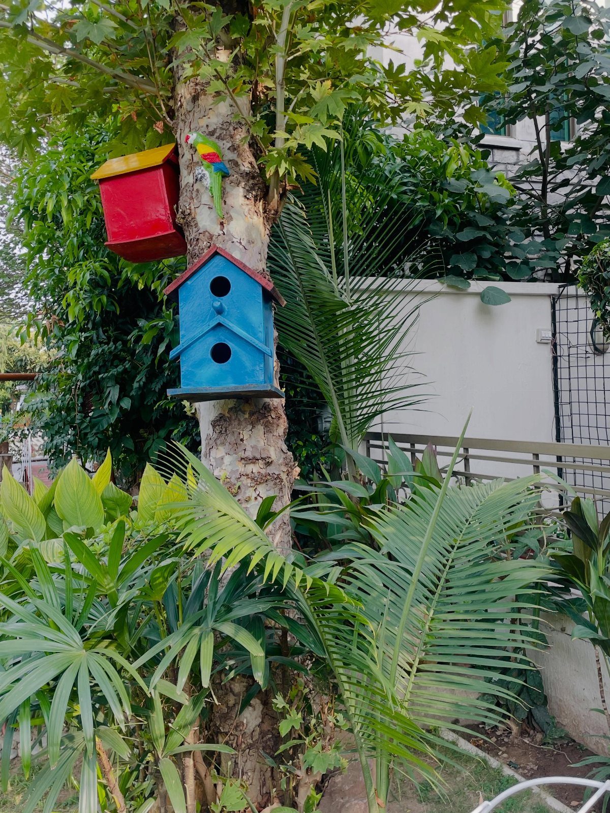 Colorful red and blue birdhouses hanging on a tree trunk surrounded by green tropical plants.