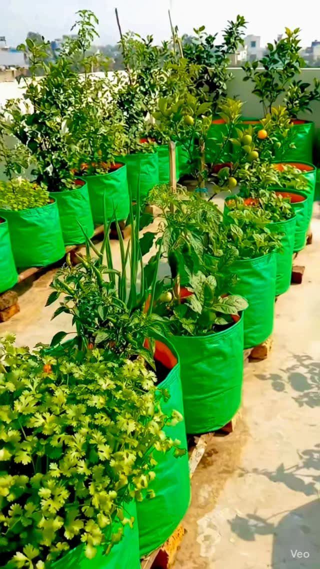 Green fabric grow bags containing various leafy plants arranged in rows on a sunny rooftop.