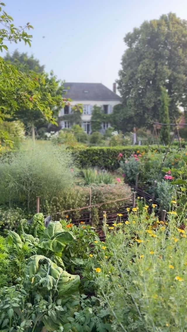 Green vegetables and yellow wildflowers growing in a lush garden with a white house in the background.