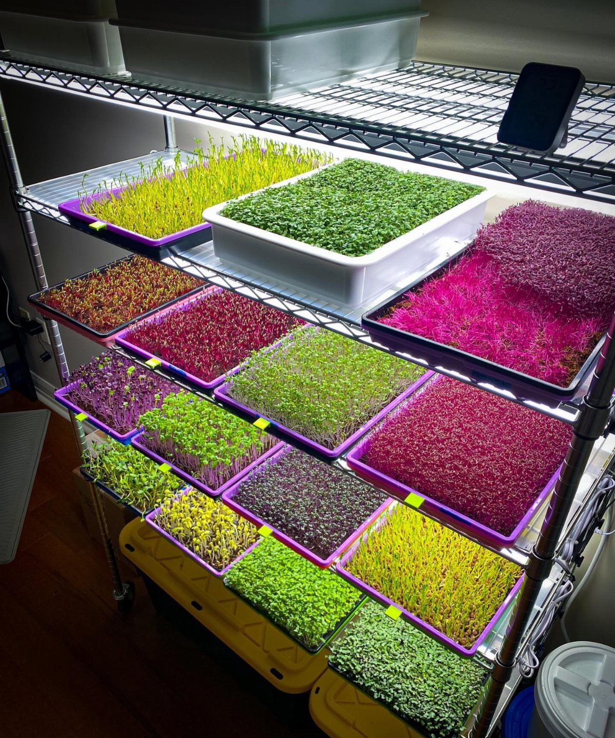 Trays of vibrant green, purple, and red microgreens growing on indoor metal shelving under bright lights.