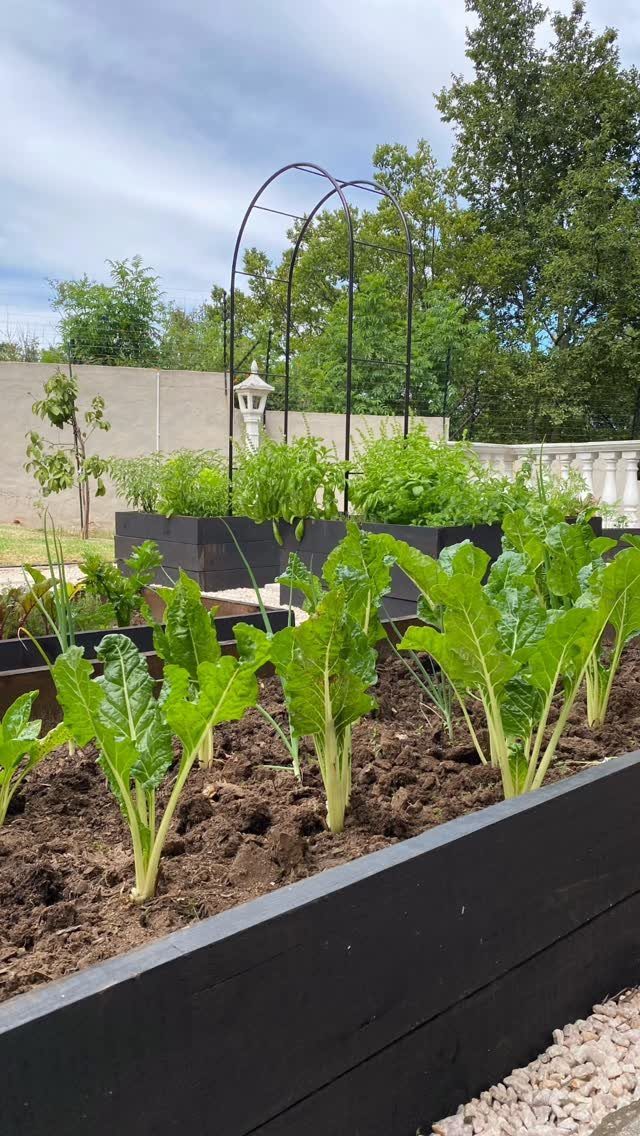 Green leafy vegetables growing in black wooden raised garden beds outdoors.
