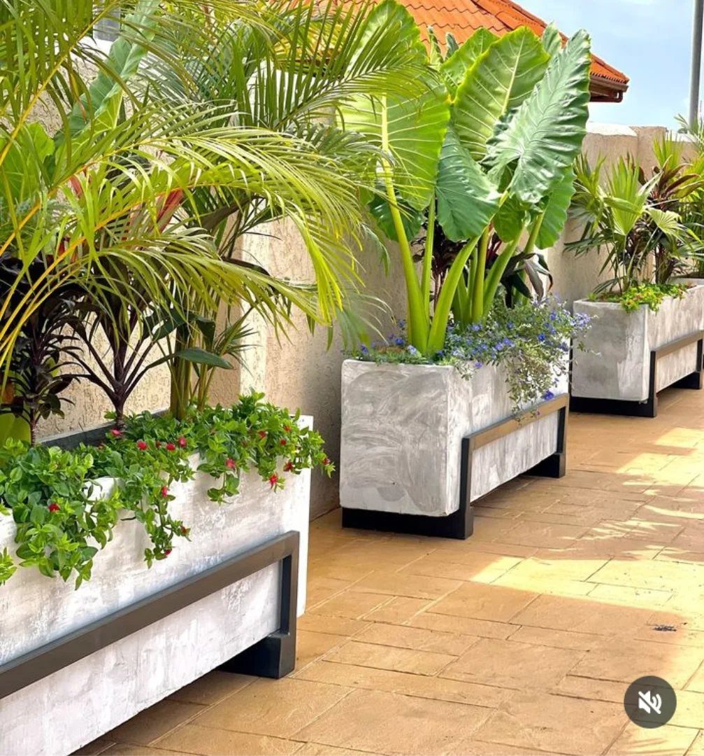 Outdoor Planter Boxes: 5 Ideas for Gardening, Balconies, and Modern Style 3 Large white rectangular planters with black metal frames holding lush green tropical plants on a patio.