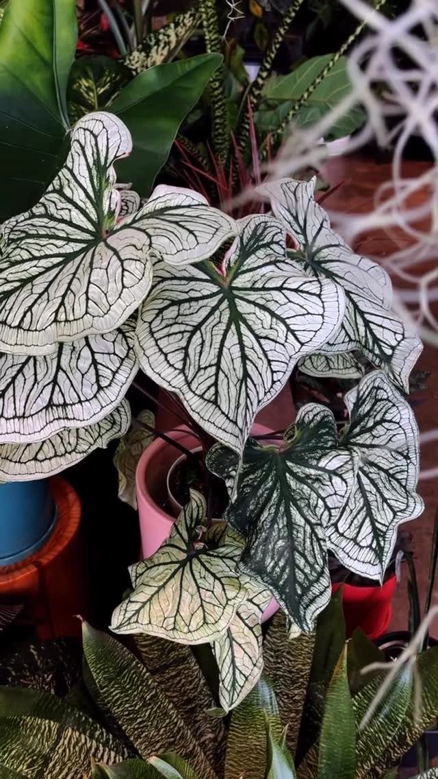 17 Pot Plants for Outdoor Spaces: Ideas That Thrive in Containers 7 White and green veined Caladium leaves growing in pink pots surrounded by lush green foliage.