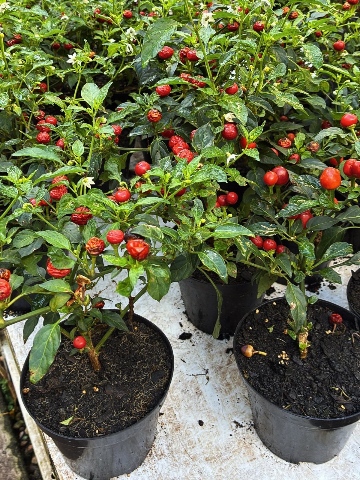 17 Pot Plants for Outdoor Spaces: Ideas That Thrive in Containers 8 Red chili peppers growing on green leafy plants in black plastic pots.