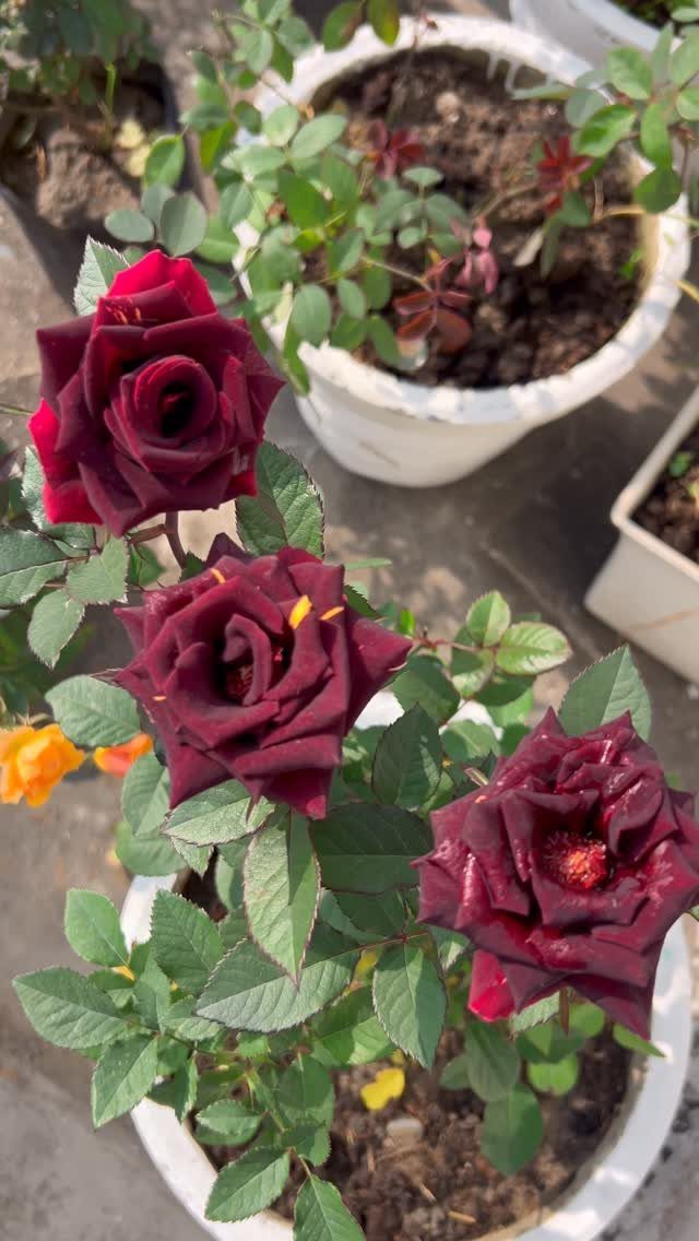 17 Pot Plants for Outdoor Spaces: Ideas That Thrive in Containers 2 Deep red roses blooming on a green leafy plant in a white container.