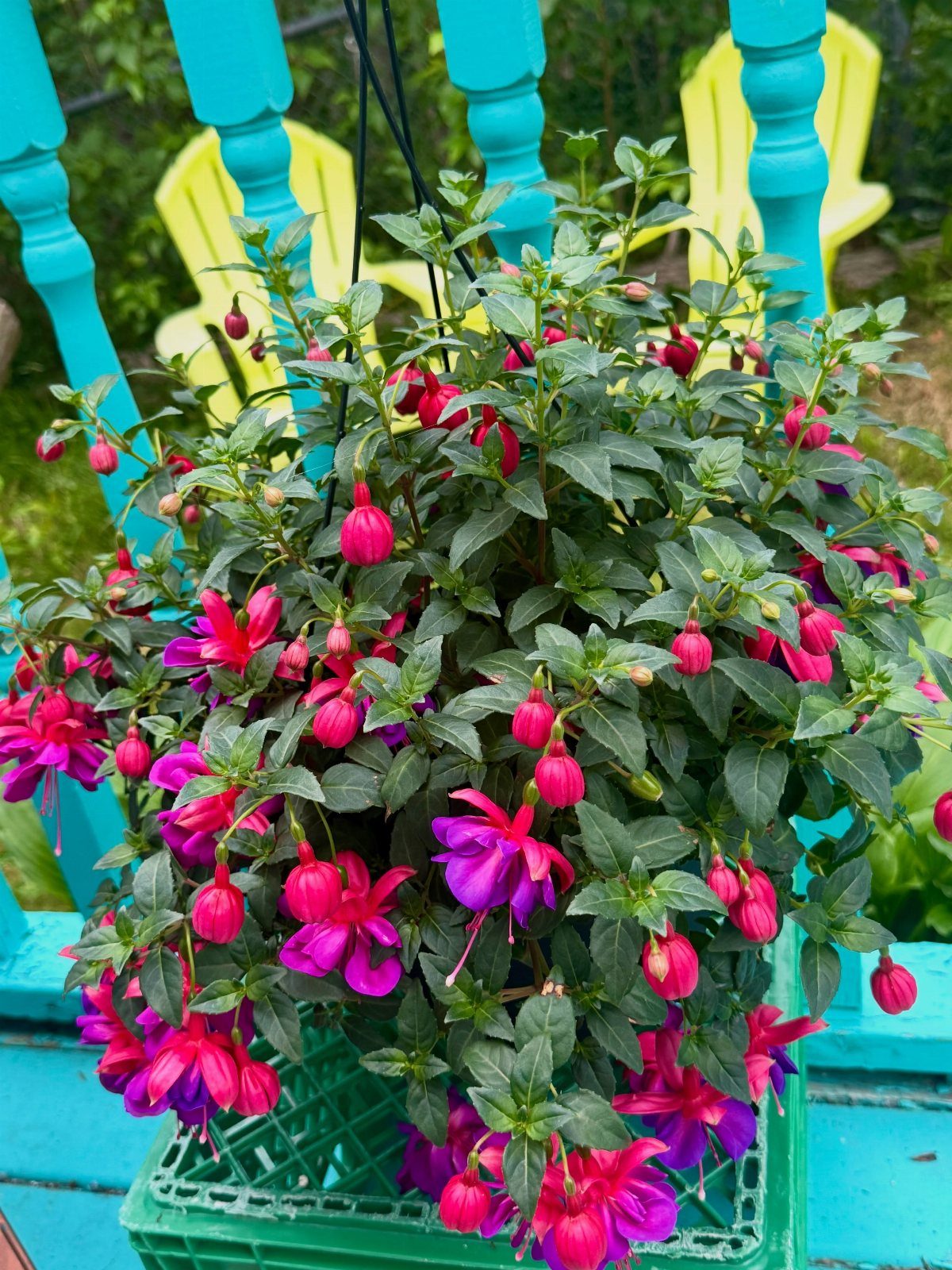 17 Pot Plants for Outdoor Spaces: Ideas That Thrive in Containers 3 Pink and purple fuchsia flowers blooming in a green hanging basket against a turquoise chair.