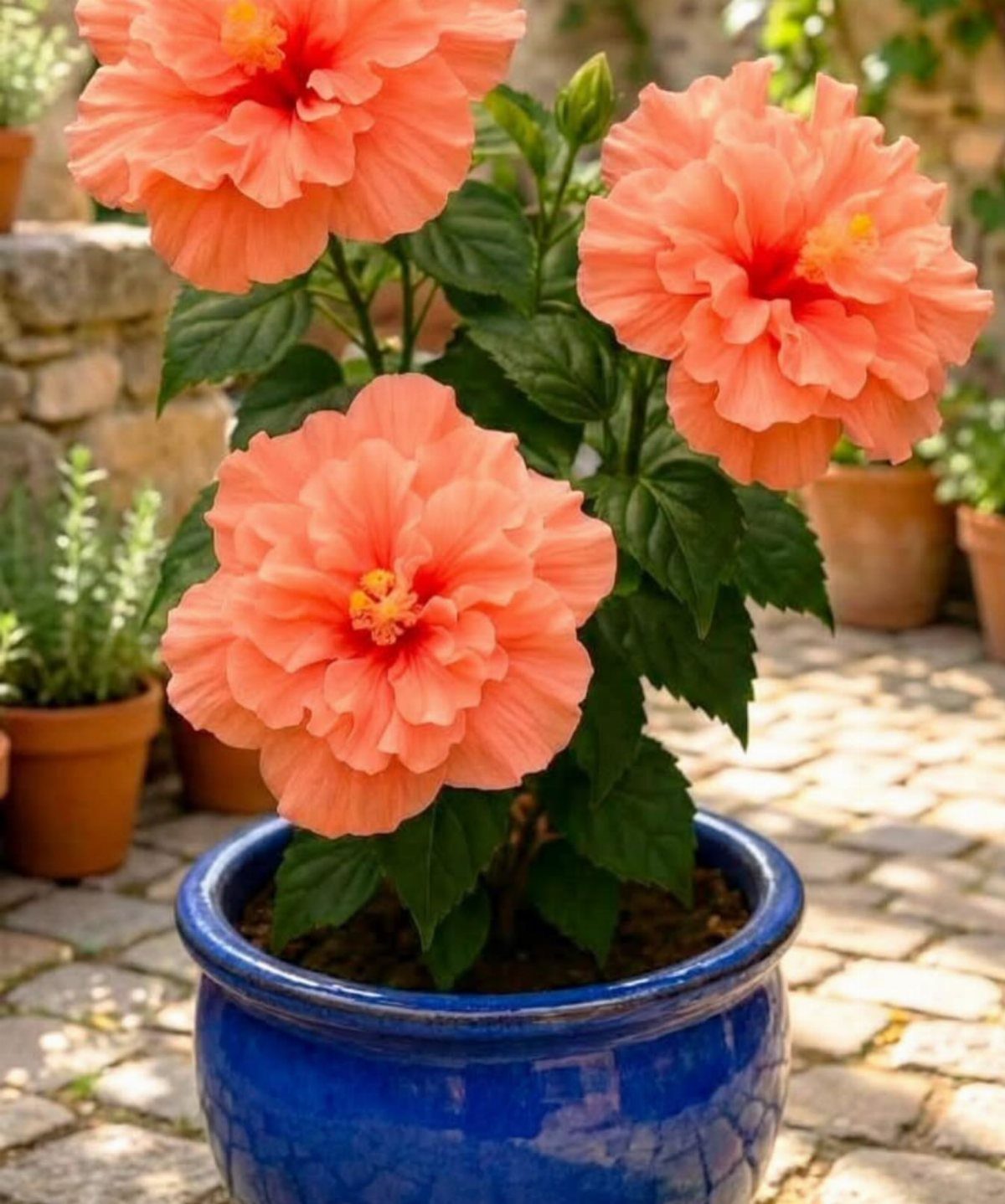 17 Pot Plants for Outdoor Spaces: Ideas That Thrive in Containers 10 Large orange hibiscus flowers blooming in a bright blue ceramic pot on a stone patio.