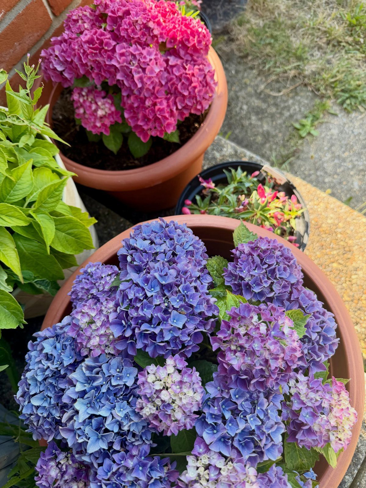 17 Pot Plants for Outdoor Spaces: Ideas That Thrive in Containers 6 Pink and blue hydrangeas blooming in large terracotta pots on a stone patio.