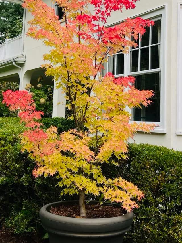 17 Pot Plants for Outdoor Spaces: Ideas That Thrive in Containers 15 A colorful Japanese maple tree with red and yellow leaves in a large grey pot outdoors.