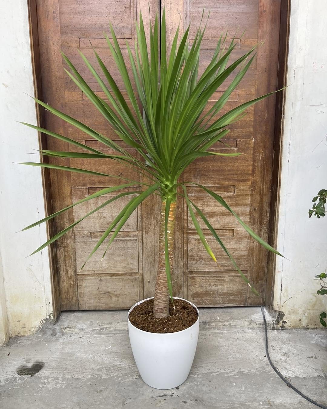 17 Pot Plants for Outdoor Spaces: Ideas That Thrive in Containers 1 A green yucca plant in a white pot stands against a wooden door.