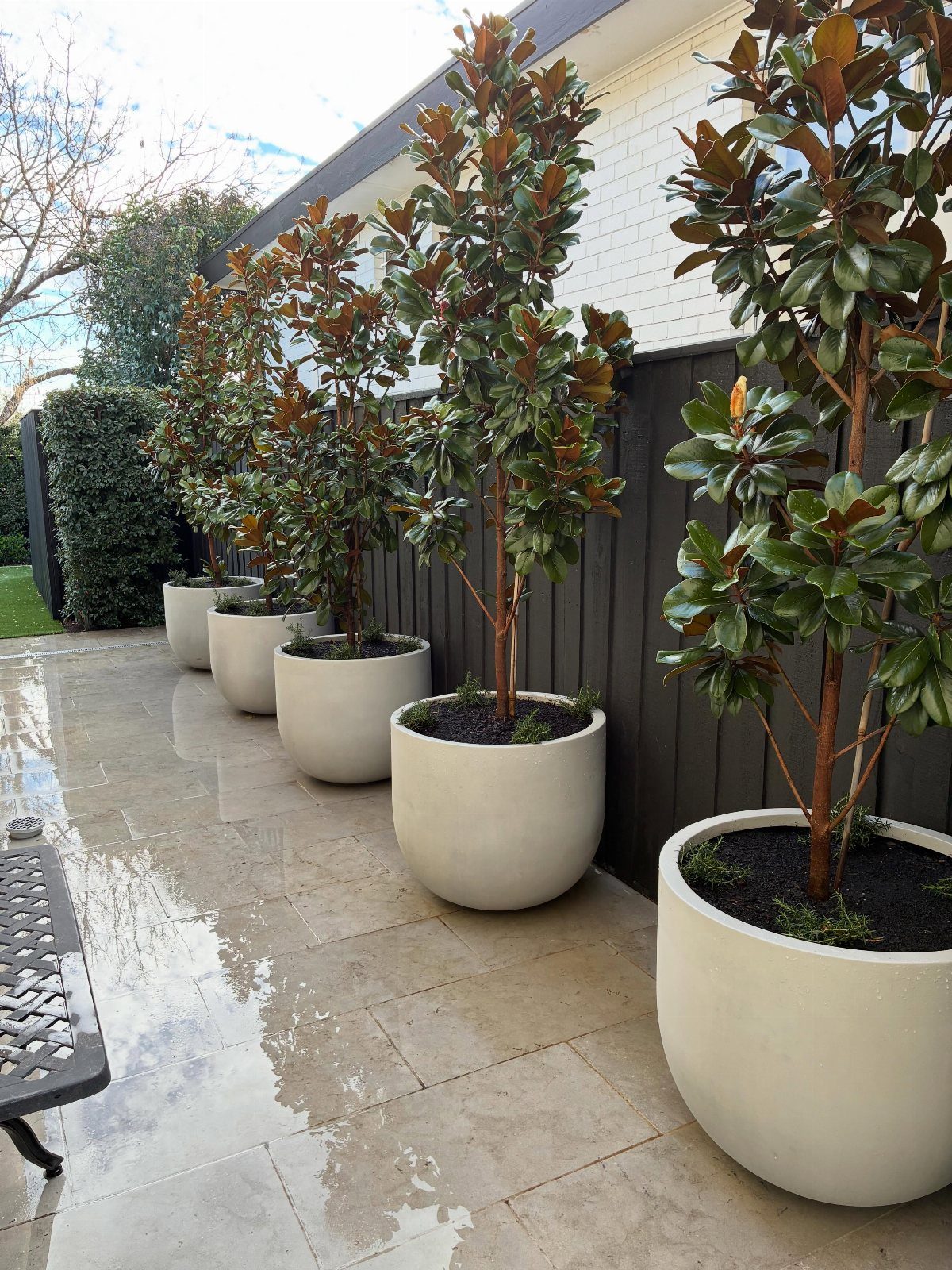 17 Pot Plants for Outdoor Spaces: Ideas That Thrive in Containers 17 Four large potted trees in light cylindrical planters lined up on a wet stone patio.