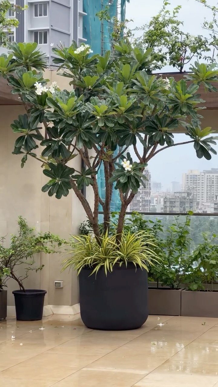 17 Pot Plants for Outdoor Spaces: Ideas That Thrive in Containers 16 A large flowering plumeria tree in a black pot on a wet balcony.