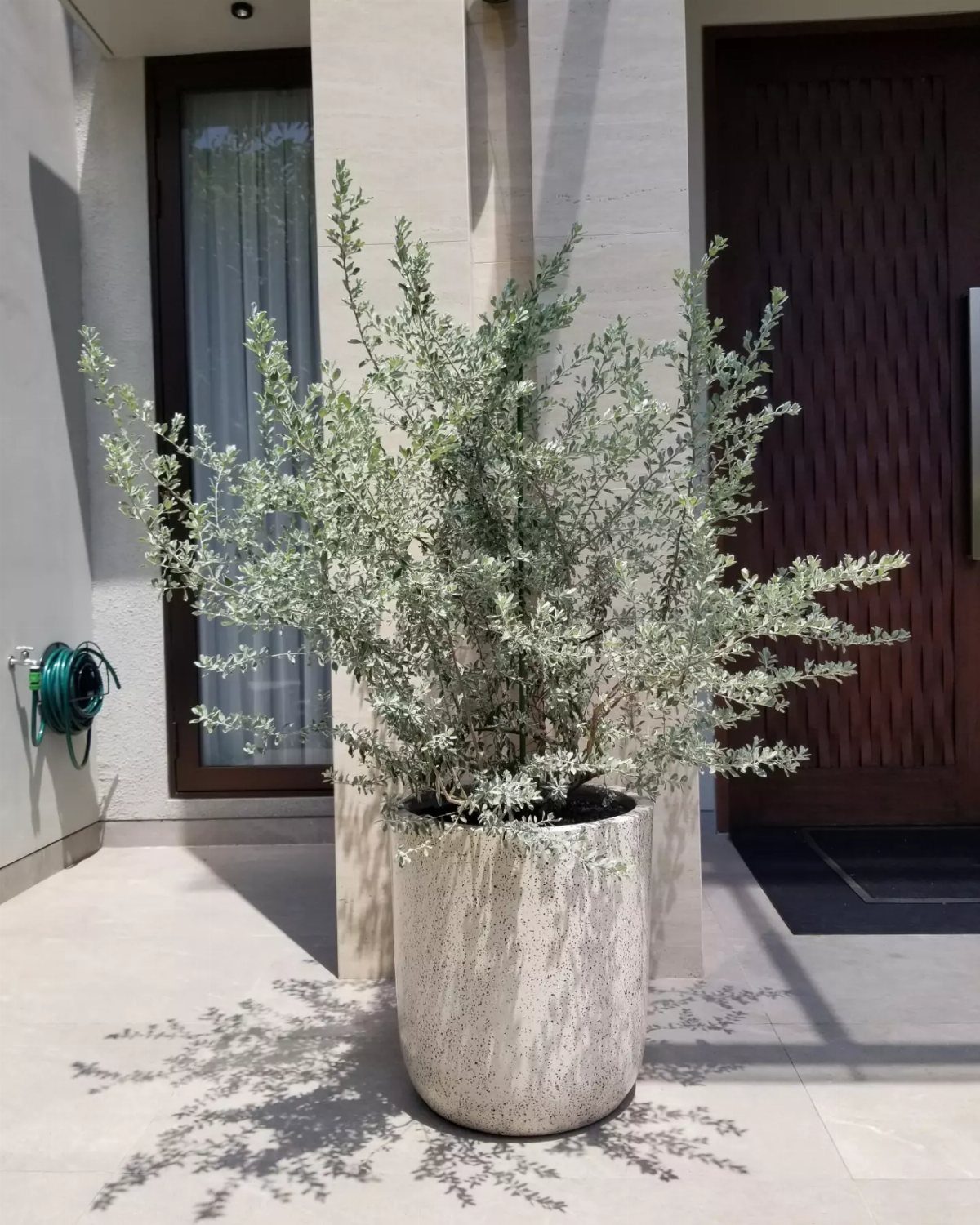17 Pot Plants for Outdoor Spaces: Ideas That Thrive in Containers 11 A silvery-green shrub in a tall, speckled white ceramic pot on a stone patio.