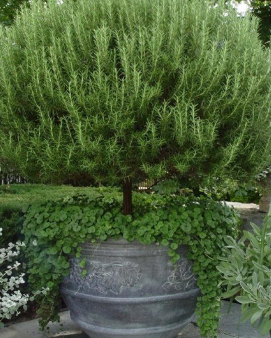 17 Pot Plants for Outdoor Spaces: Ideas That Thrive in Containers 4 A large, manicured rosemary shrub planted in a decorative grey stone pot with trailing greenery.