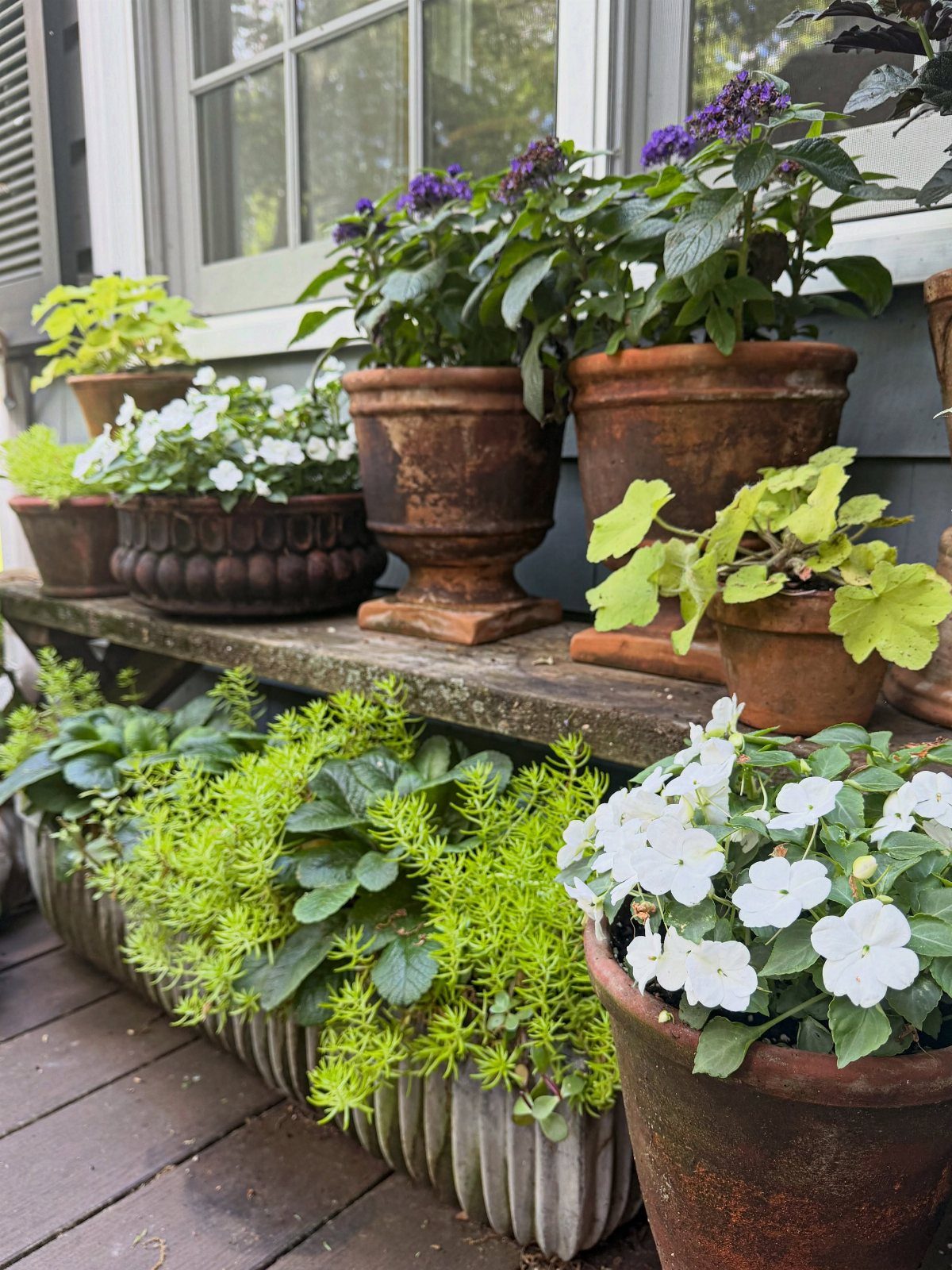 17 Pot Plants for Outdoor Spaces: Ideas That Thrive in Containers 12 Terracotta pots with green plants and white flowers arranged on a wooden porch shelf.