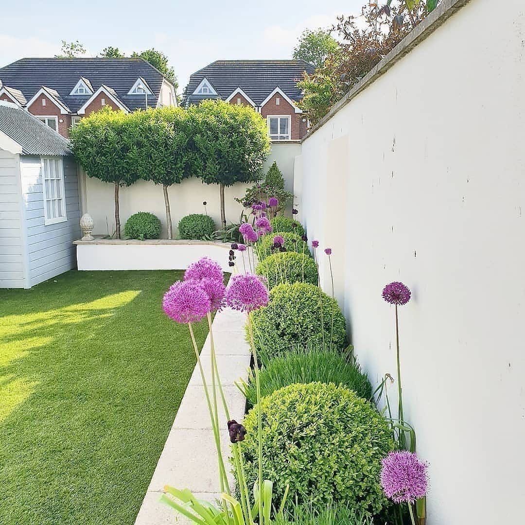 14 Raised Garden Bed Ideas for Cedar, Stone, Metal & More 9 Purple allium flowers and green shrubs planted in a narrow bed along a white wall.