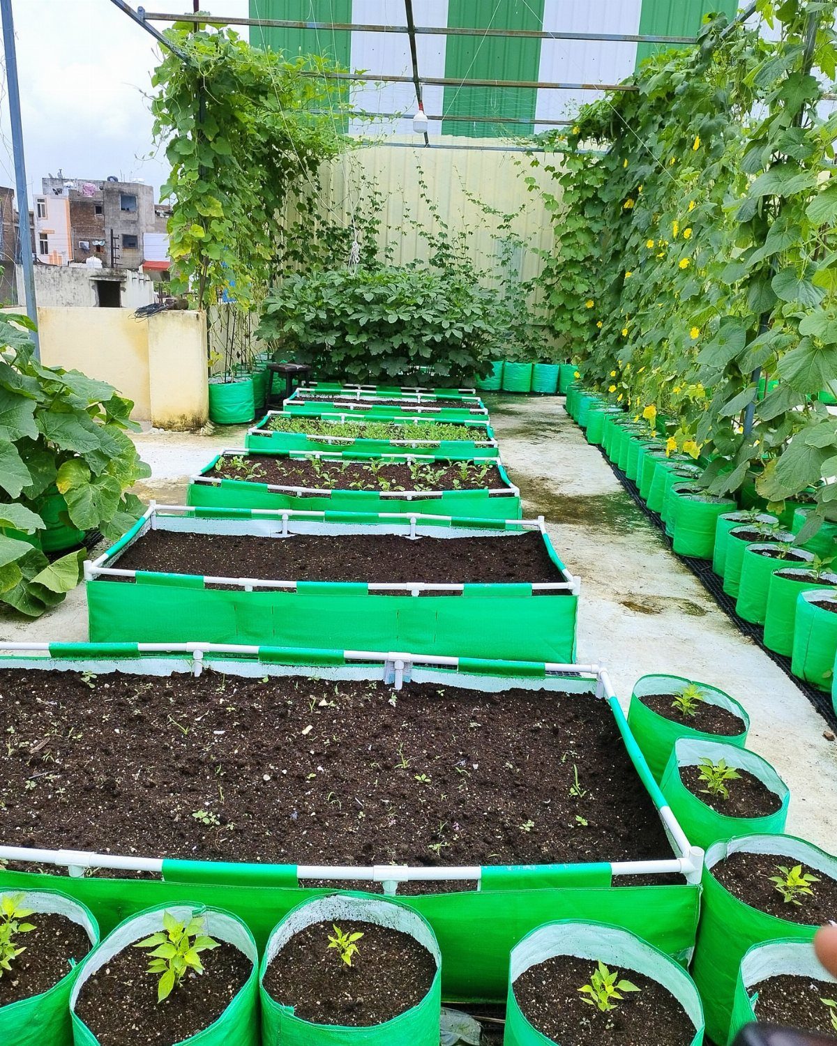 14 Raised Garden Bed Ideas for Cedar, Stone, Metal & More 5 Green fabric grow bags and rectangular raised garden beds filled with soil and growing plants.