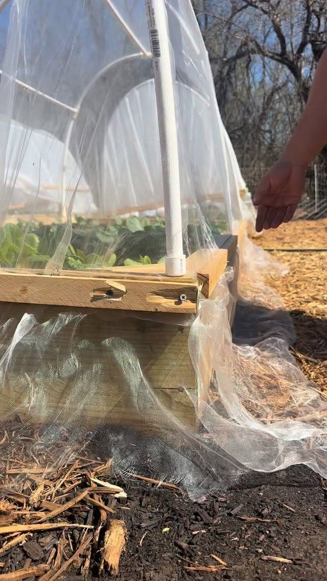 14 Raised Garden Bed Ideas for Cedar, Stone, Metal & More 13 A wooden raised garden bed covered by a white mesh structure supported by PVC pipes.