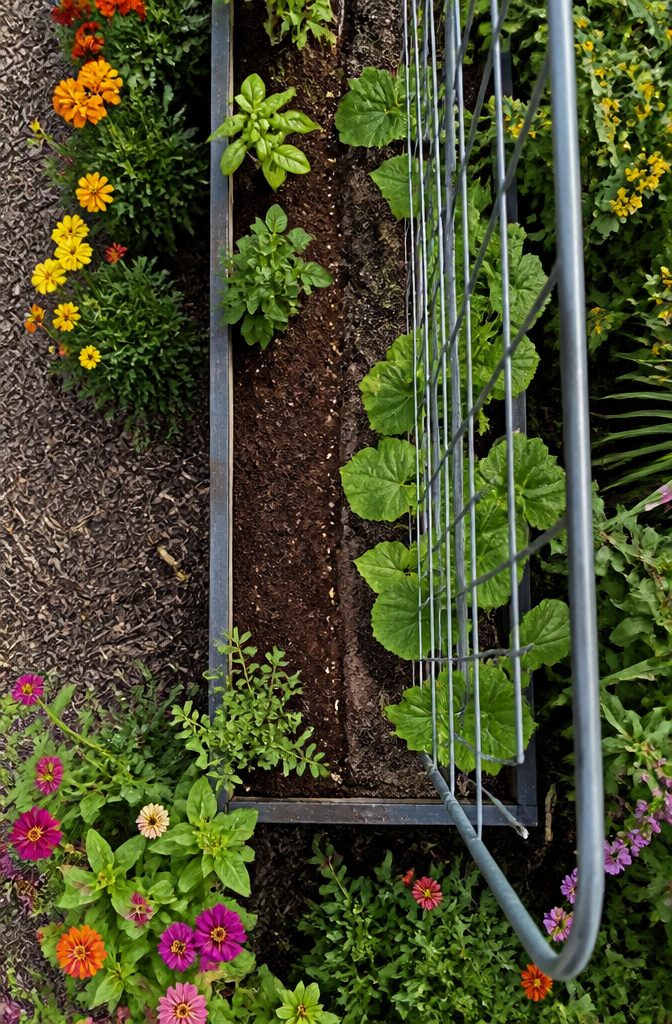 Raised Garden Bed Trellis: 6 Ways to Add Vertical Support 4 Seeds or seedlings planted at the base of a trellis.