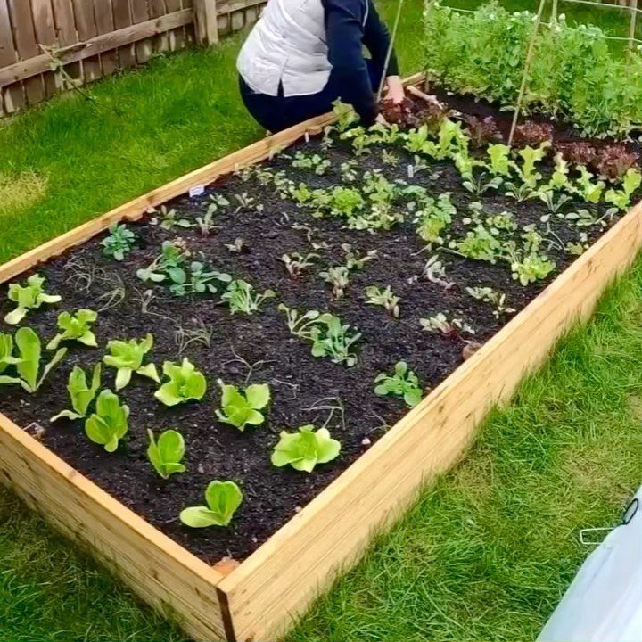 A person tending to small green plants growing in a wooden raised garden bed outdoors.
