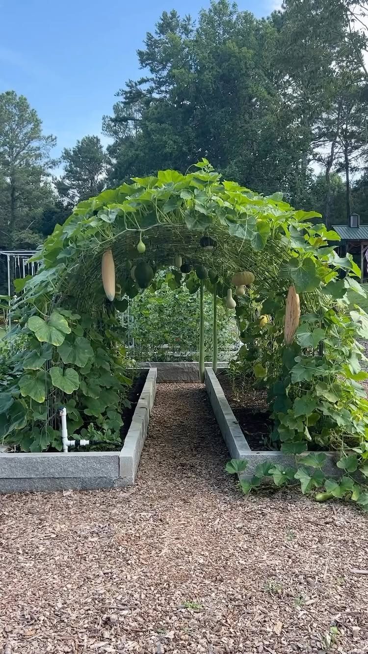 Green vines with hanging gourds grow over an arched trellis in a raised garden bed.