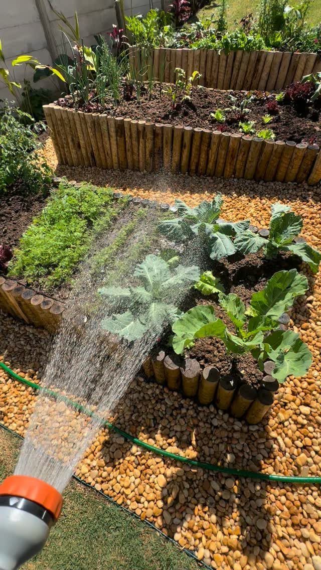 Water from a garden hose sprays onto green vegetables growing in wooden raised garden beds.