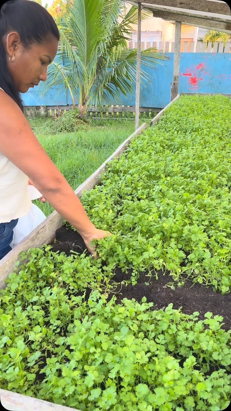 A woman tending to green leafy plants growing in a long wooden raised garden bed.