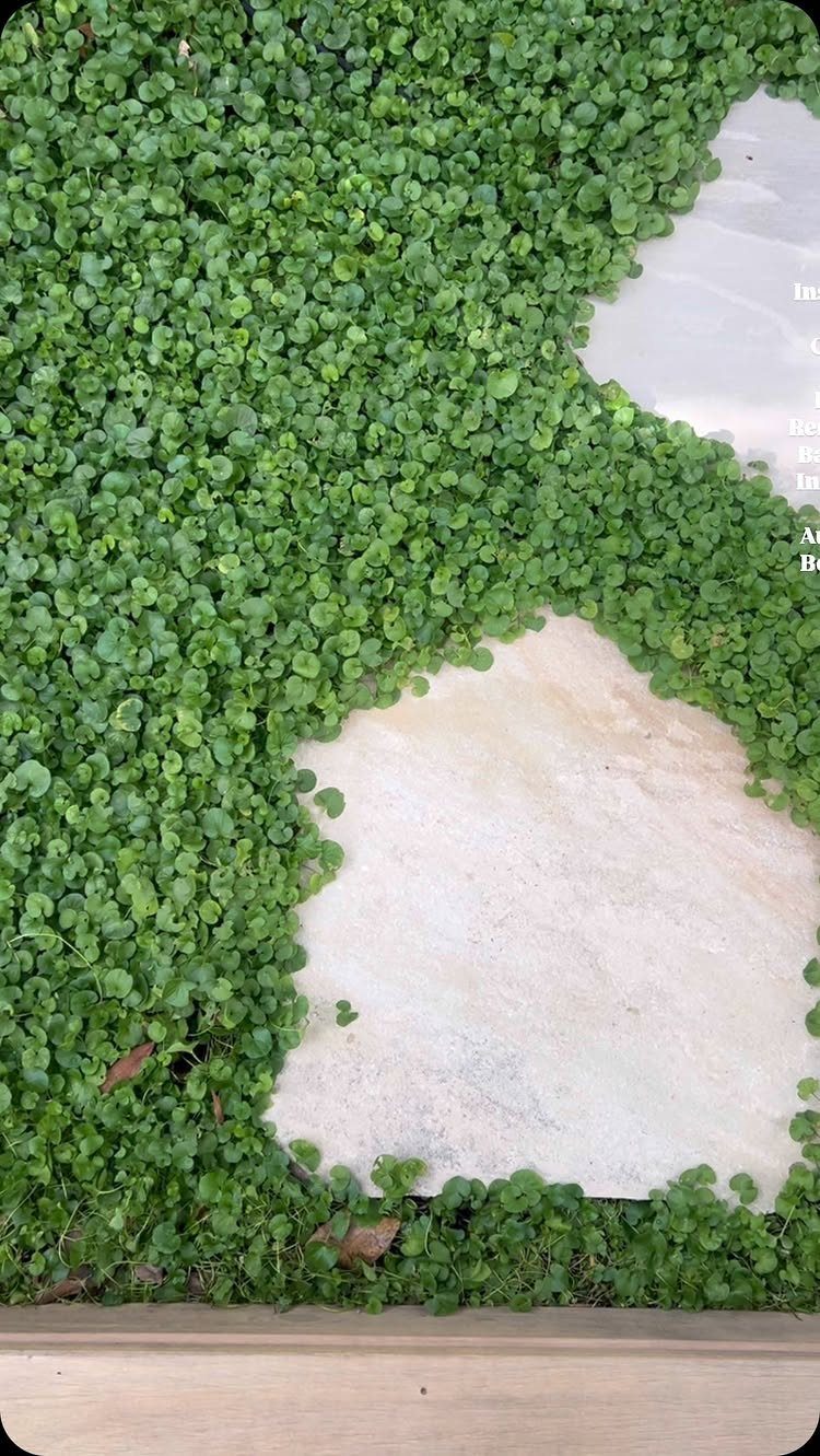 18 Small Backyard Garden Ideas for Compact Outdoor Style 10 Green ground cover plants growing densely around light-colored stone pavers.