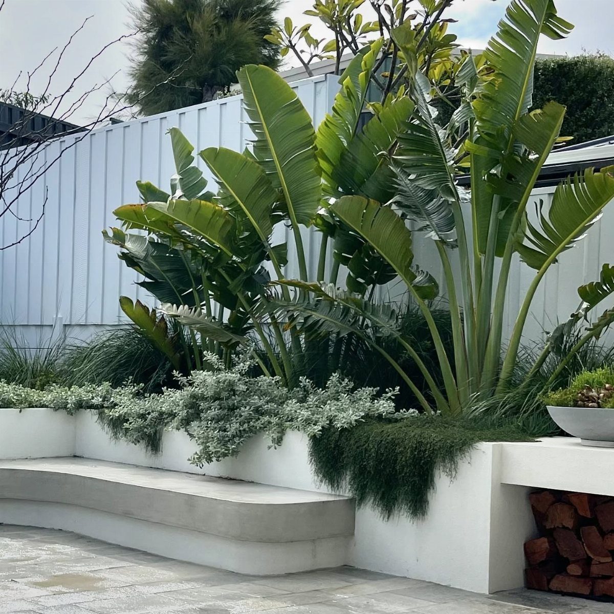 Large tropical bird of paradise plants growing in a white built-in concrete planter with seating.