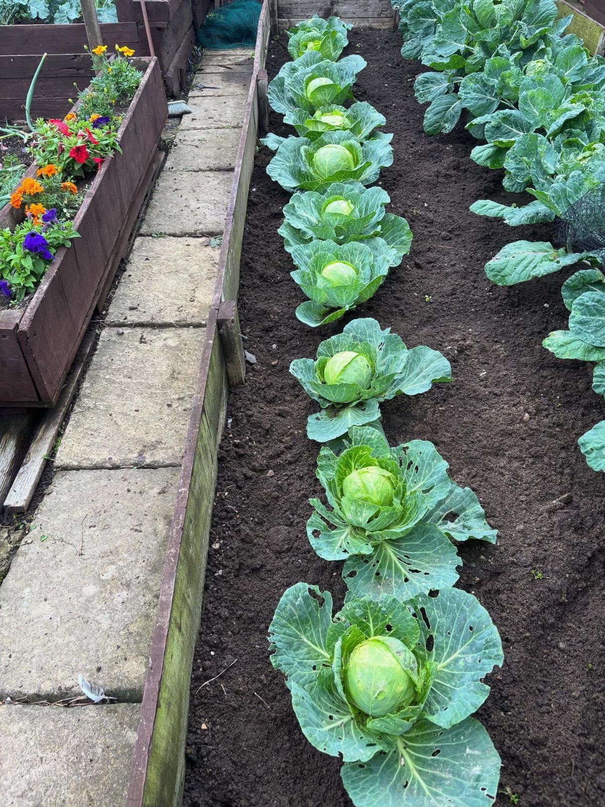 Rows of green cabbages growing in a dark soil raised garden bed next to flowers.