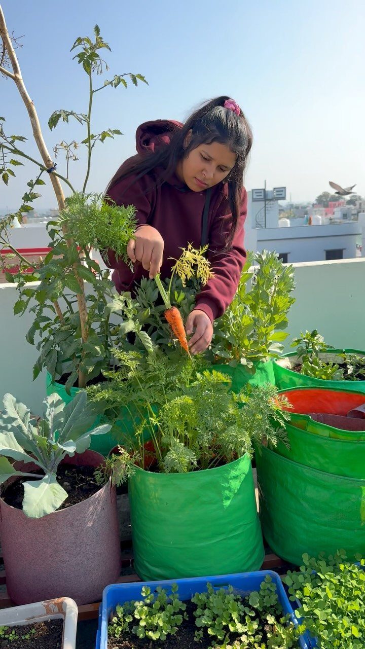 Veg Garden Design: 6 Layout Ideas for Any Space 6 A woman harvesting an orange carrot from a green fabric planter on a sunny rooftop garden.