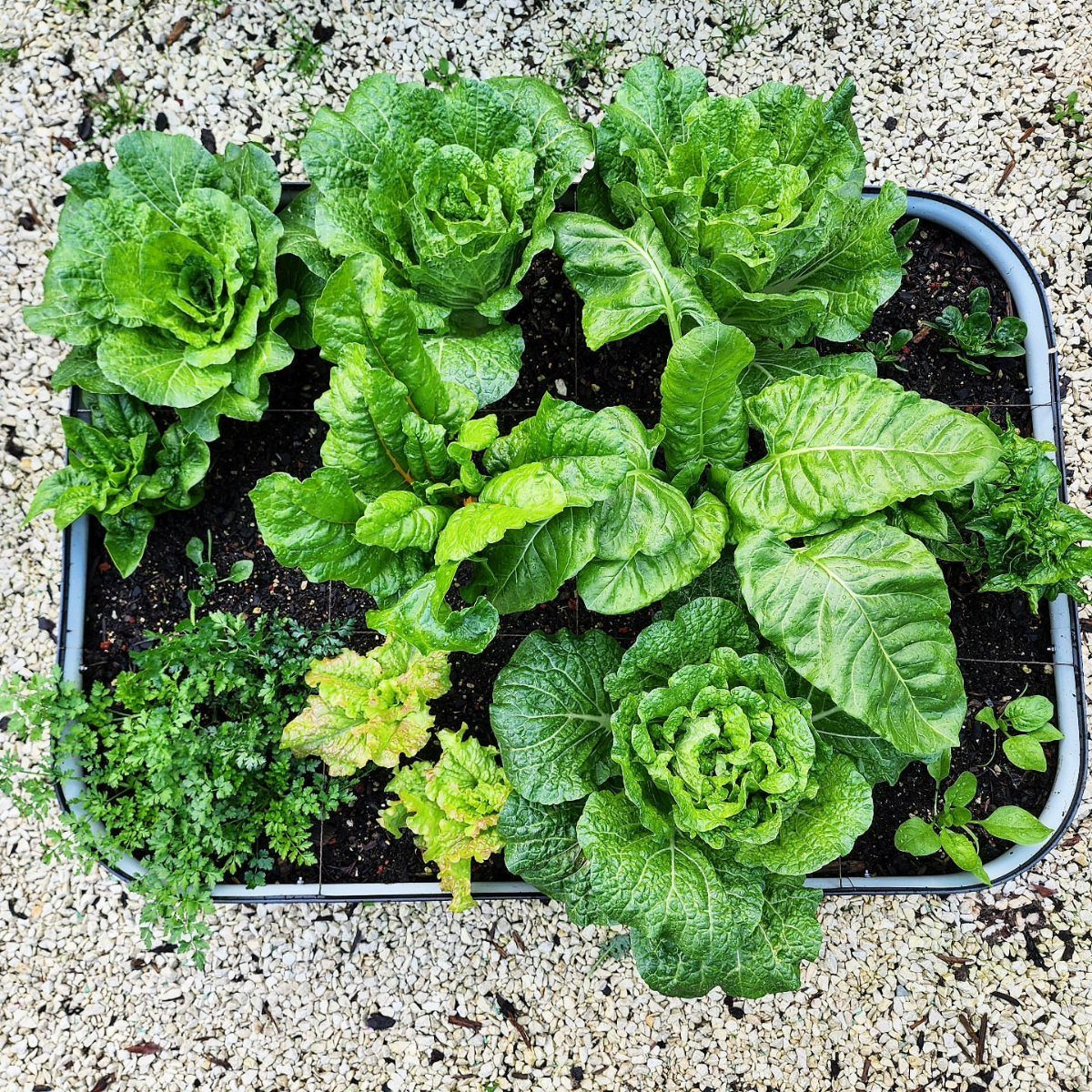 Veg Garden Design: 6 Layout Ideas for Any Space 3 Green leafy vegetables growing in a rectangular raised garden bed organized in a grid pattern.