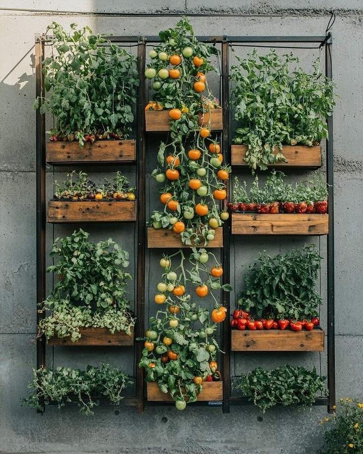 Veg Garden Design: 6 Layout Ideas for Any Space 2 Vertical garden with wooden planters and tomato vines growing on a black metal frame against a wall.